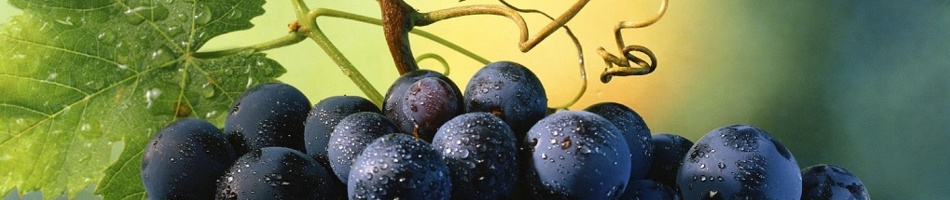 BODEGAS AUGUSTA BILBILIS