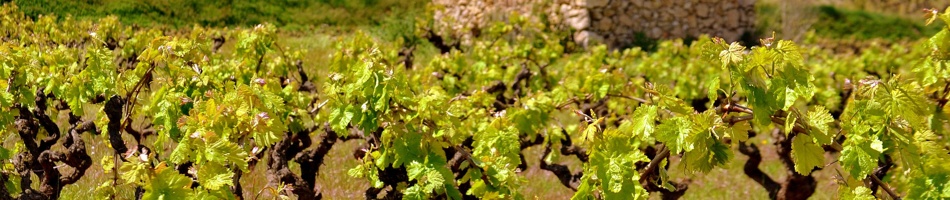 BODEGAS AUGUSTA BILBILIS